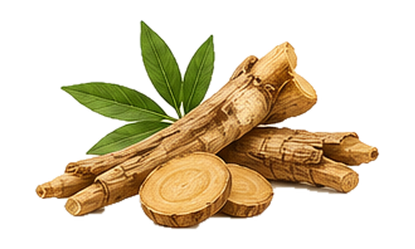 Tongkat Ali plant illustration