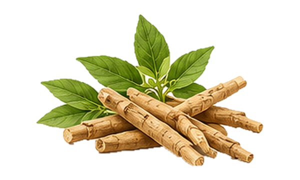 Ashwagandha plant illustration