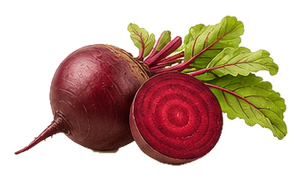 Beet root illustration